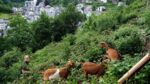 Ziegen gegen Wildwuchs am Berg