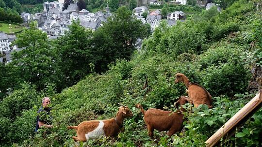 Ziegen gegen Wildwuchs am Berg